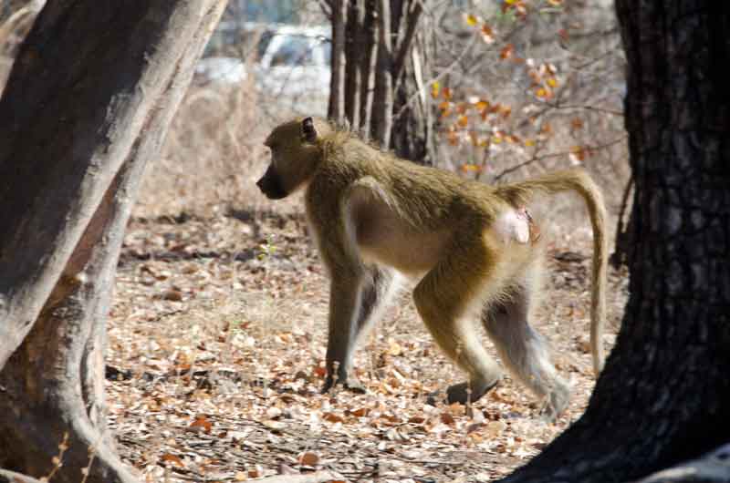 02 - Zambia - mono babuino - parque nacional Mosi-oa-tunya